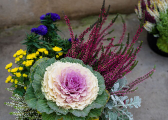 Colorful cabbage bouquet. Beautiful fall decoration with flowering cabbage,