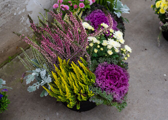 Colorful cabbage bouquet. Beautiful fall decoration with flowering cabbage,