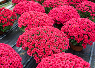 Pots with blooming chrysanthemums in the greenhouse. Growing ornamental plants for sale. Chrysanthemums in flowerpots. Close up