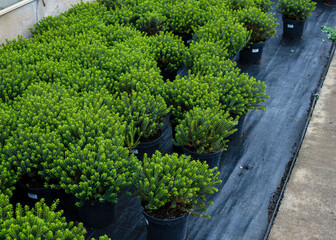 Boxwood in pots in a greenhouse. Close-up. Plantations of plants for sale. Ago farming.