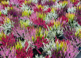 Closeup of colorful blossoming of heather (Calluna vulgaris) cultivated in hothouse