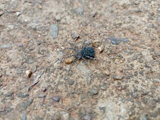 spider on the ground