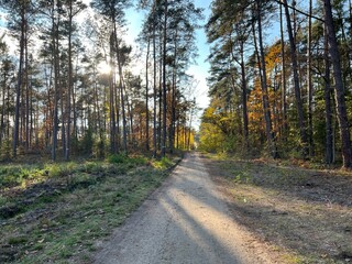 las w  Świętokrzyskim ,  wycinka lasu , wycinanie lasu ,
drzewa w lesie , drewno , drzewo w lesie , jesień w lesie  lasy Golejowskie  , 