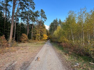 las w Świętokrzyskim , wycinka lasu , wycinanie lasu , drzewa w lesie , drewno , drzewo w lesie , jesień w lesie lasy Golejowskie , 