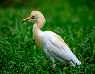 Pond egret