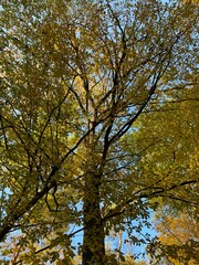 las w  Świętokrzyskim ,  wycinka lasu , wycinanie lasu ,
drzewa w lesie , drewno , drzewo w lesie , jesień w lesie  lasy Golejowskie  , 