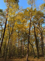 las w  Świętokrzyskim ,  wycinka lasu , wycinanie lasu ,
drzewa w lesie , drewno , drzewo w lesie , jesień w lesie  lasy Golejowskie  , 
