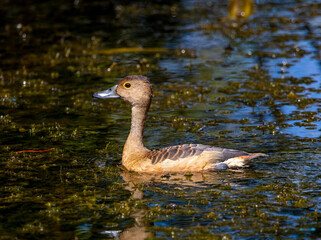 Whistling duck
