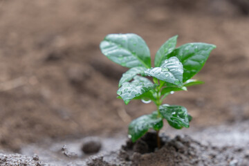 庭の花壇に植えた植物の苗