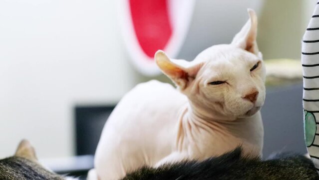 Human Hand Stroking White Cat Sitting On Lap