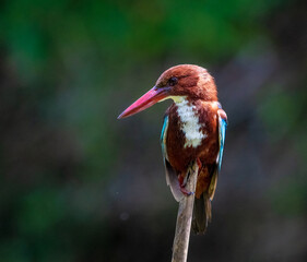 White-throated kingfisher