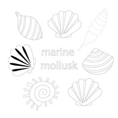 Set of sea shells. Marine mollusk. Coloring book - vector illustration, eps