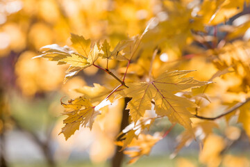 The background image is warm yellow, orange. The texture of autumn leaves. Natural, environmentally friendly natural background. A copy of the place for the text.