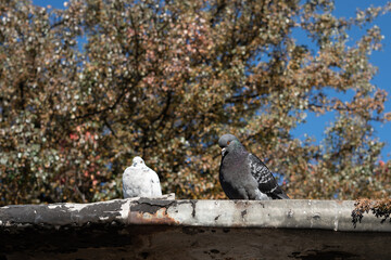 Dove is sitting on the roof