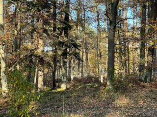 las w  Świętokrzyskim ,  wycinka lasu , wycinanie lasu ,
drzewa w lesie , drewno , drzewo w lesie , jesień w lesie  lasy Golejowskie  , 