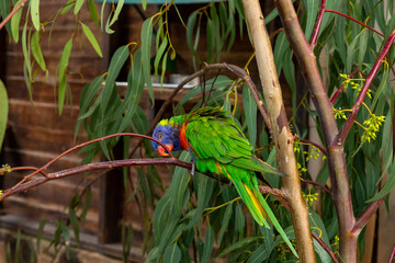 Parrot  Lori - Loriinae - sits on a branch  in an aviary for parrots in Gan Guru kangaroo park in...