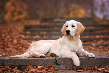 dog puppy golden retriever labrador 4 months old for a walk in the park in autumn