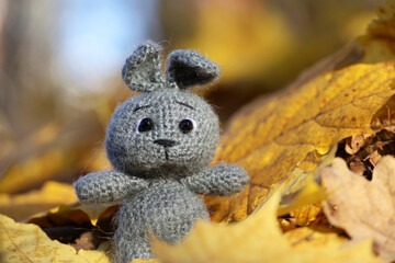 Grey knitted rabbit on maple leaves in autumn park. Festive card with toy, knitting concept