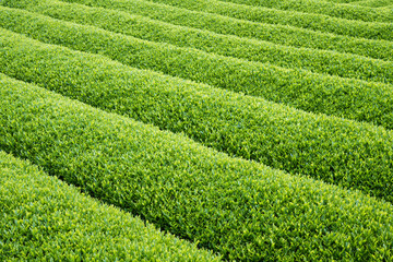 整然と並ぶ緑の茶樹　春の茶畑の背景　コピースペース　Rows of green tea bushes in Shizuoka, Japan