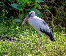 Open billed stork