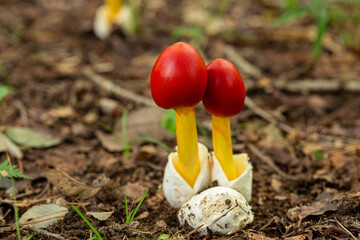 Cute amanita caesareoides that appeared in the autumn forest.