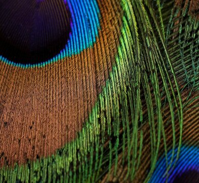 Feather. Peafowl feather macro. Feather texture, abstract background wallpaper. Natural amazing background. Peacock bird feather. Natural pattern texture. Feather macro photo, image.