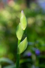 Green leaf of a garden plant in sunlight macro photography. The texture of a juicy leaf on a sunny summer day, close-up photo. Fresh greens with deep shadows in the springtime.