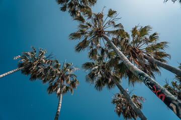 Palm Trees under a blue sky