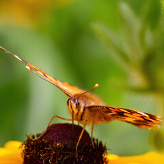 American Lady butterfly on black eyed susan