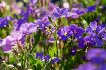 Blooming purple rock cress flowers in sunny spring day macro photography. Blossom Aubrieta flowers with violet petals in springtime close-up photo.