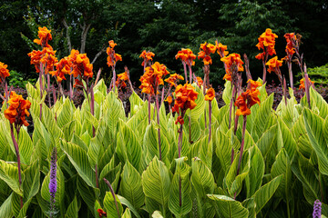 Beautiful variegated canna that blooms in summer. - obrazy, fototapety, plakaty