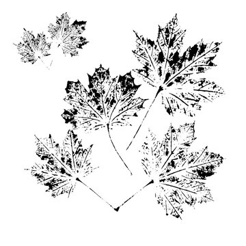 Maple leaf prints on a white background.
