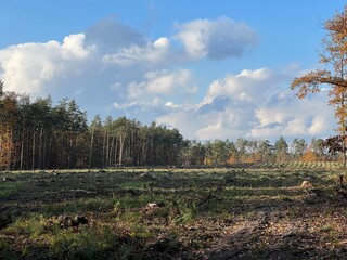 las w  Świętokrzyskim ,  wycinka lasu , wycinanie lasu ,
drzewa w lesie , drewno , drzewo w lesie , jesień w lesie  lasy Golejowskie  , 