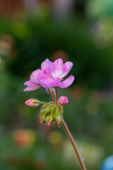 Obraz premium Blooming pink pelargonium flower on a green background in summertime macro photography. Garden geranium flower with pink petals closeup photo on a sunny day.
