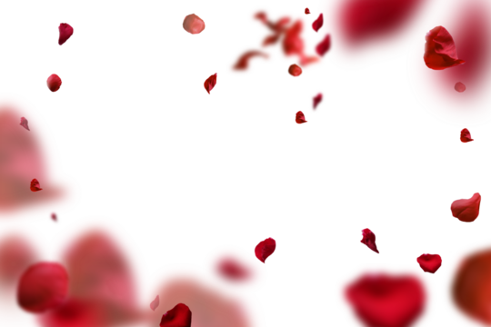 Tło z płatków róż na białym tle na przezroczystym białym tle. Walentynki-dzień tło