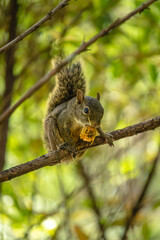 squirrel in the city of Brumadinho, State of Minas Gerais, Brazil