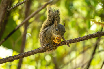 squirrel in the city of Brumadinho, State of Minas Gerais, Brazil