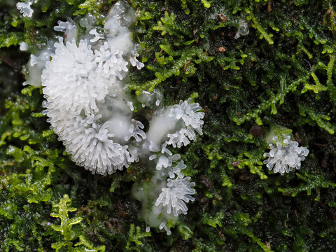 Ceratiomyxa fruticulosa aka Coral slime moud growing on mossy, damp log.