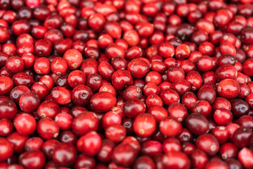 Red cranberries (oxycoccus) close-up, autumn harvest and fertility concept, cranberries are used to make fruit drinks, juices, kvass, they are good sources of vitamins. selective focus, copy space