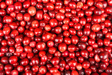 Red cranberries (oxycoccos) close-up, autumn harvest and fertility concept, cranberries are used to make fruit drinks, juices, kvass, extracts, jelly, they are good sources of vitamins. top view - obrazy, fototapety, plakaty