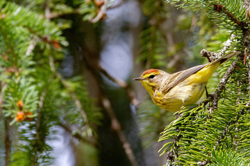 Palm Warbler on evergreen tree