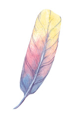 Watercolor illustration of a bird feather. Vivid drawing.PNG file
