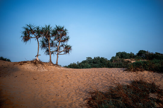 Sand Dunes In Chumphon Province Thailand