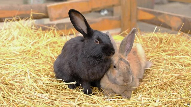 Two rabbits chew straw in a paddock. Farm animals.