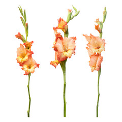 Orange gladiolus flower stems isolated on transparent background
