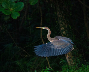 Purple heron in flight 
