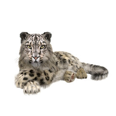 Snow Leopard lying with crossed legs. 3D illustration isolated on transparent background.