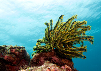Feather star also known as Oxycomonthus bennetti Boracay Island Philippines