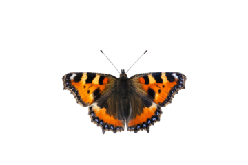 Small tortoiseshell butterfly isolated against white background