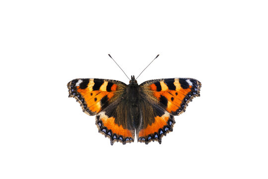 Small tortoiseshell butterfly isolated against white background